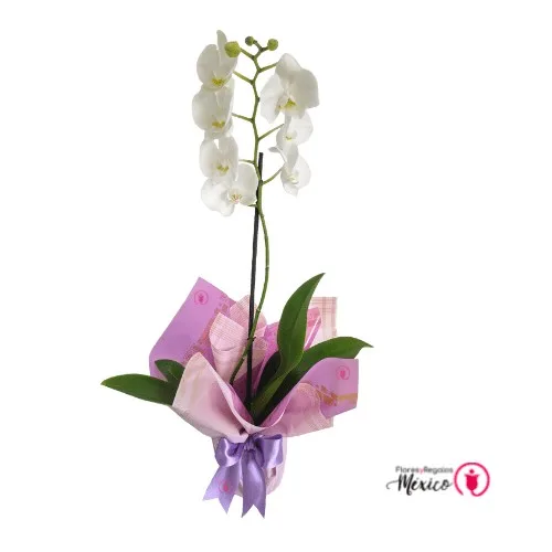 Regalos~Detalles-Flores-Globos on Instagram: ¡Orquídeas Naturales  Preservadas! 😍🌈 ¿Quién no querría flores que duren años? 🥰✨ Nuestra orquídea  natural está preservada a través de un proceso químico. ¡Su frescura puede  perdurar de 1